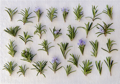 迷迭香的功效与作用 有助于提高青少年的记忆力