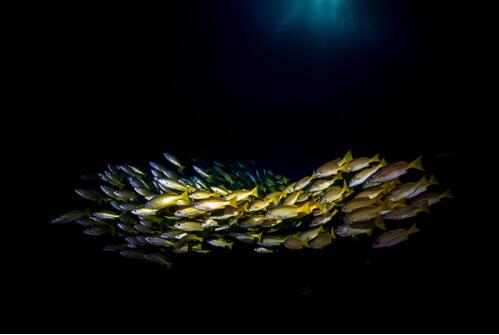 黄花鱼是海鱼吗 黄花鱼的营养价值有哪些