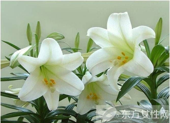 百合的花语和传说是什么 盘点所有百合的寓意