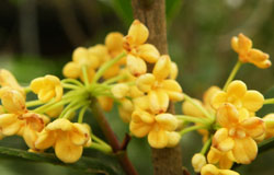 揭密桂花的功效与作用及食用禁忌