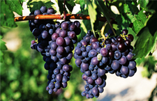 提子的营养价值有哪些 多吃提子有什么好处