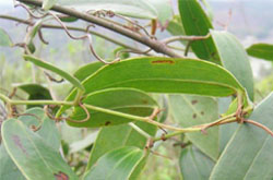 土茯苓的功效与作用有哪些 有什么注意事项