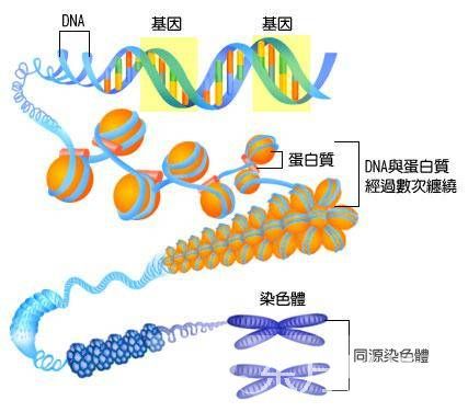 什么是染色体核型分析 染色体核型分析报告怎么看
