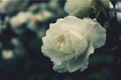 玫瑰的花语是什么  揭各种颜色数量玫瑰所蕴含的花语