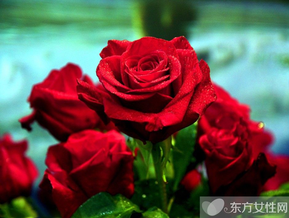 33朵玫瑰代表什么 玫瑰花的花语是什么