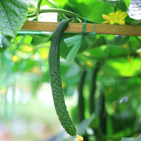 黄瓜籽的功效与作用有哪些 黄瓜籽食疗方介绍