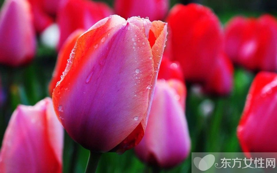 郁金香的花语是什么 郁金香原来是这么来的