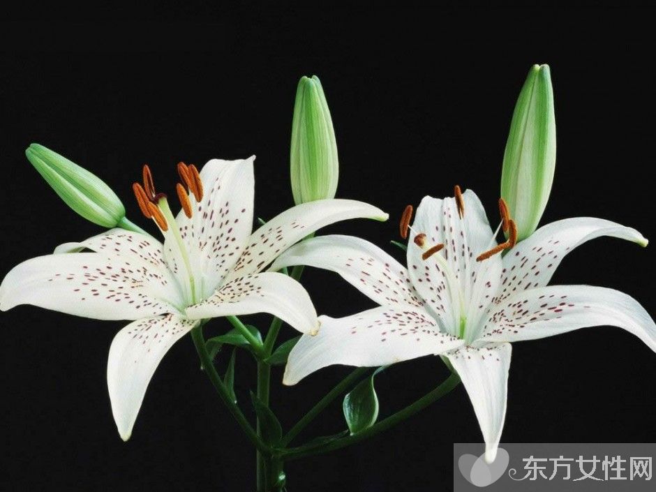 百合的花语和传说是什么 盘点所有百合的寓意