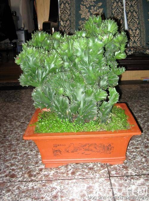 冬天室内适合养什么花