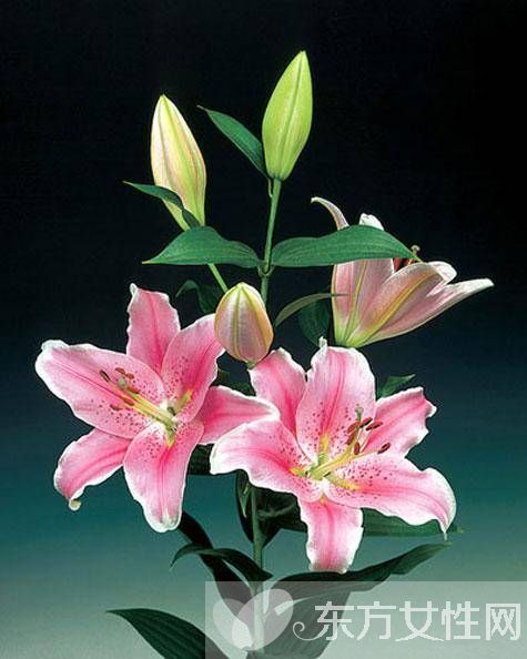 百合的花语和传说是什么 盘点所有百合的寓意