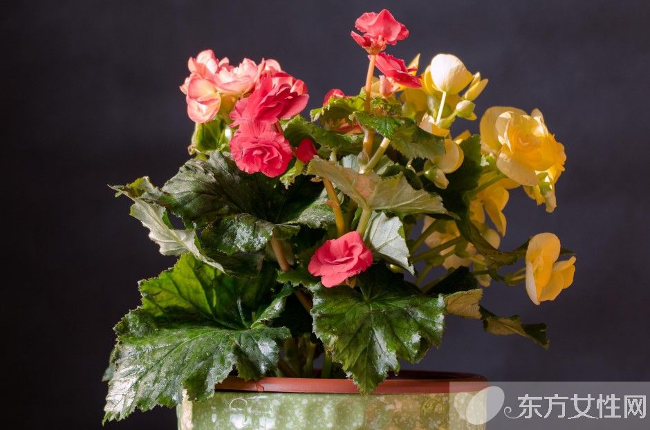 一年四季都盛开的花是什么花 它们的话语是什么