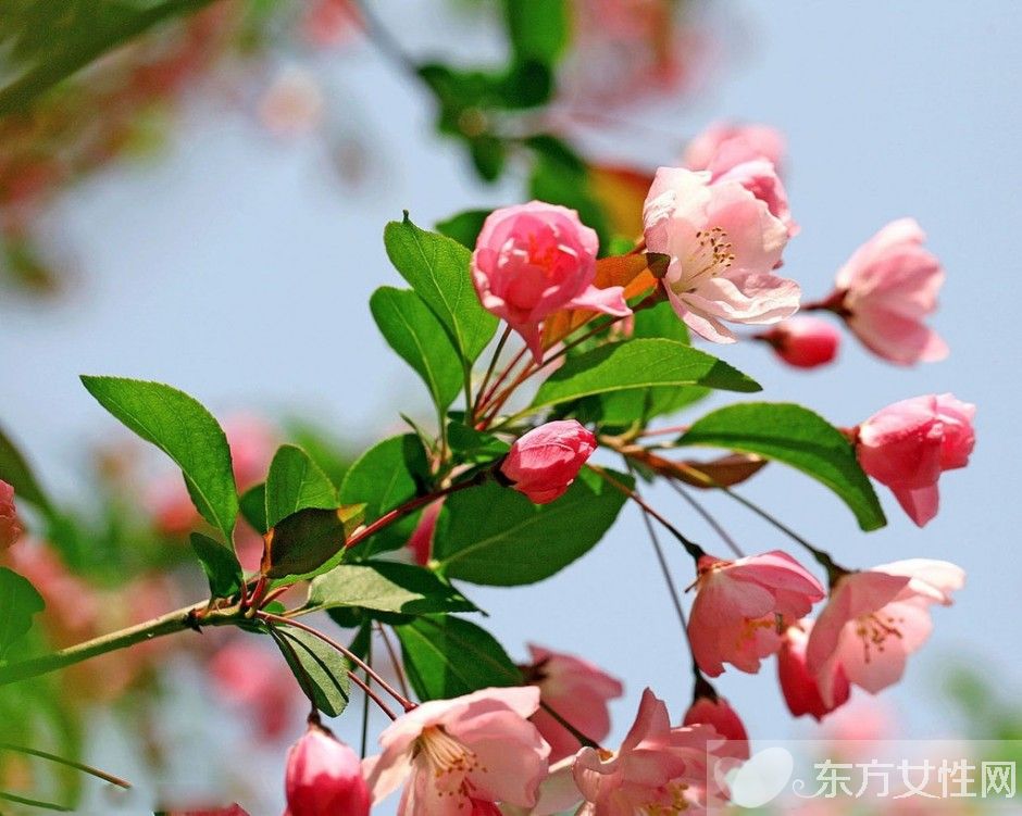 海棠花花语是什么 为什么海棠花没有香味呢