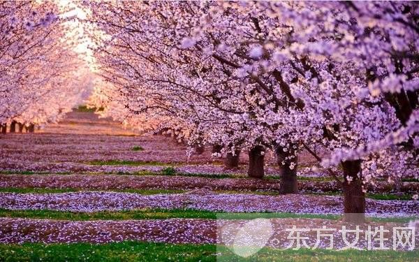 樱花的花语是什么 樱花的爱情传说是怎样的