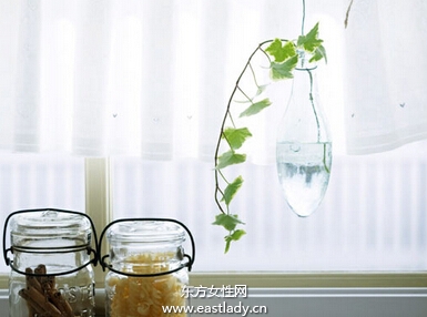 冬天室内适合养什么花