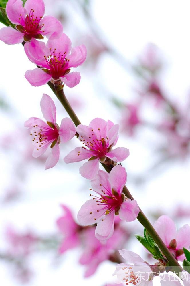 桃花什么时候开 你了解桃花吗