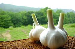 夏天野外室内驱蚊方法 几个妙招令蚊子消失的无影踪