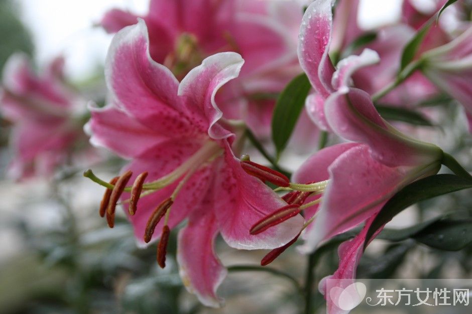 香水百合花语及传说大全  香水百合应该怎么养