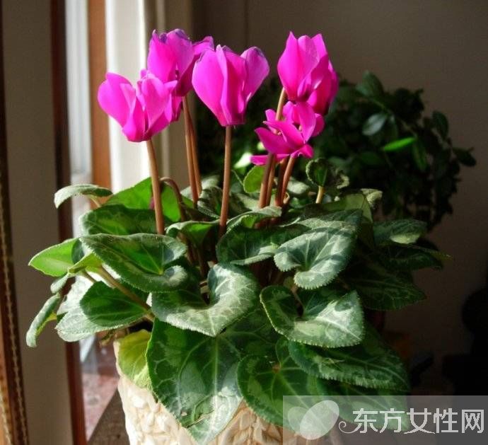 仙客来花语是什么 仙客来的养殖方法以及注意事项