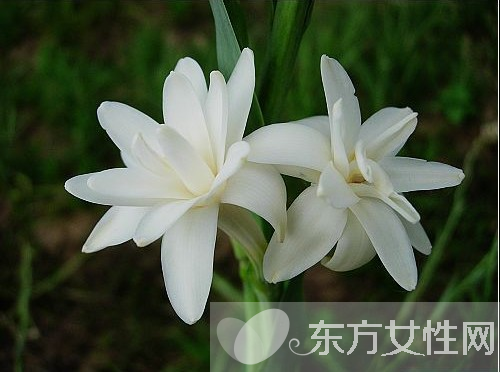 驱蚊的植物有哪些 9大夏季驱蚊谣言你知多少