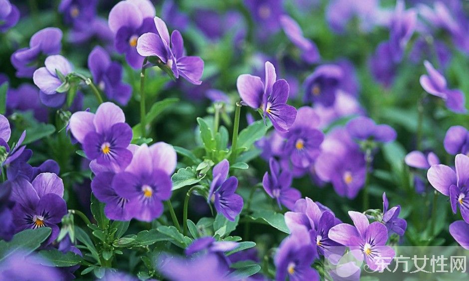 紫罗兰花语是什么 为什么说紫罗兰是最神秘的花