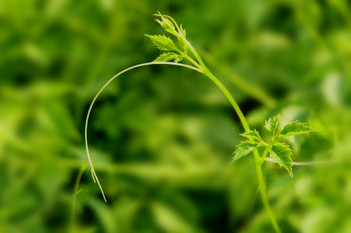 绞股蓝的副作用 绞股蓝泡水喝的禁忌