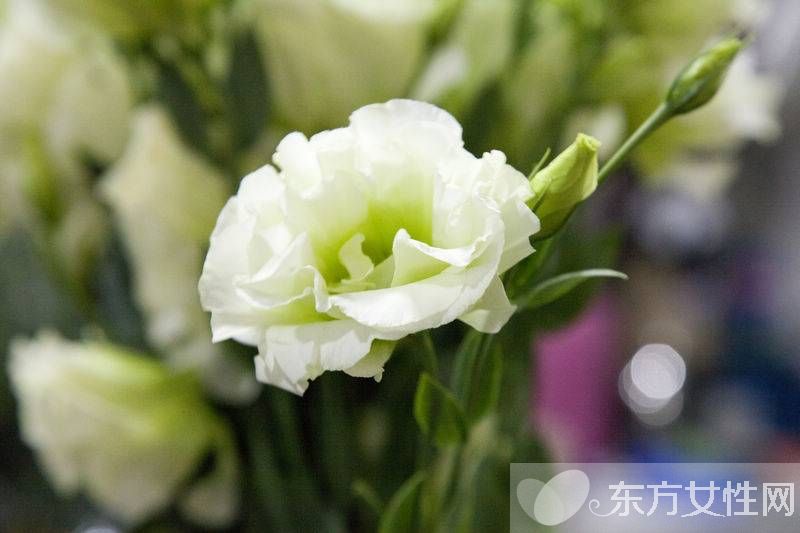 洋桔梗和桔梗的区别 它们的花语有什么不同呢