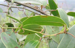 土茯苓的作用功效及食用方法介绍