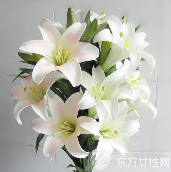 香水百合花语是什么 美丽的香水百合居然有毒