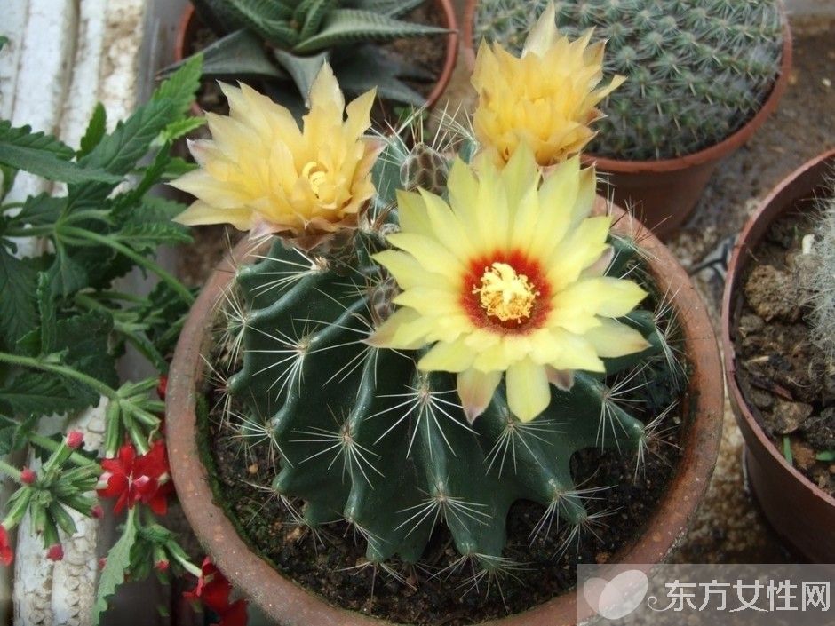 仙人球的花语是什么 养仙人球的风水要求你了解吗