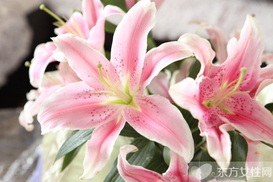 香水百合花语是什么 美丽的香水百合居然有毒