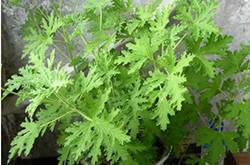 驱蚊的植物有哪些 9大夏季驱蚊谣言你知多少