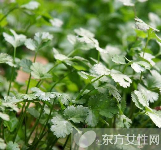 香菜煮水的功效有哪些 香菜煮水还能祛斑