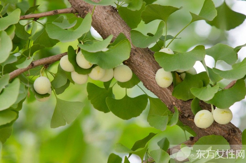 白果的功效与副作用 吃白果前一定要了解这些