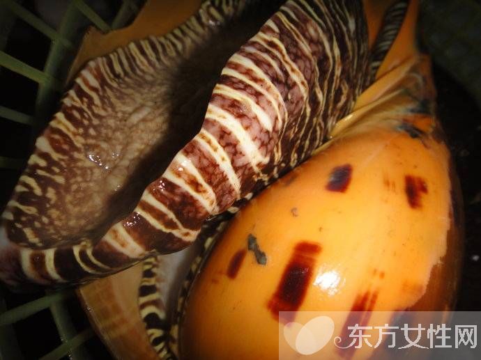 油螺的做法大公开 揭油螺的7大营养价值