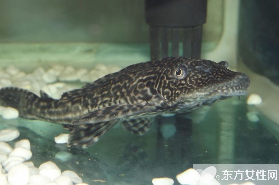 清道夫鱼怎么养 六大招教会你