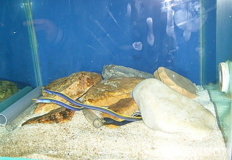 新妈妈须知 孕妇必吃的12种食物