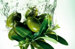 橄榄油的作用及功效 上好的橄榄油要怎么挑选