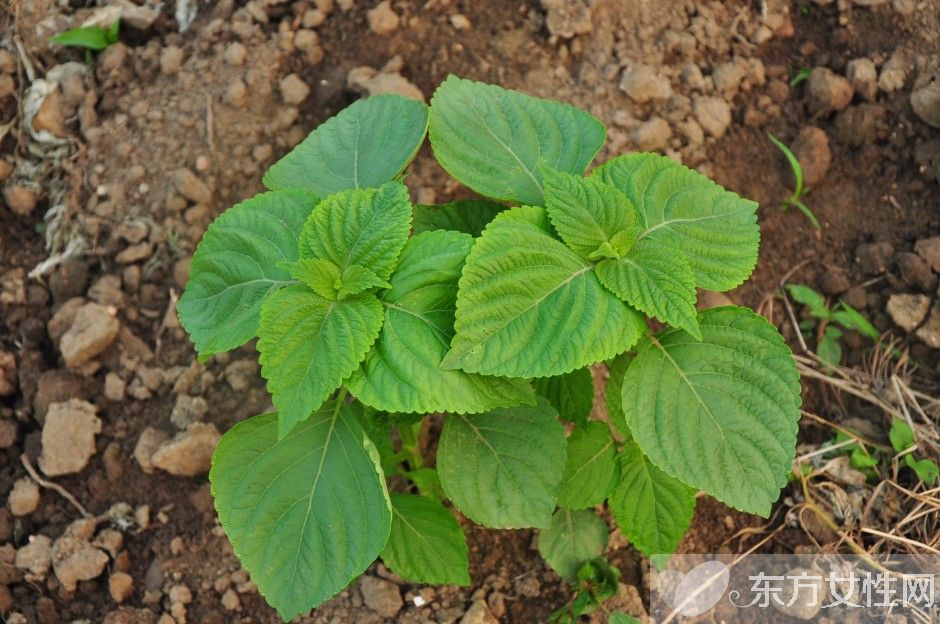 苏叶的功效与作用 这些妙用很多人都不知道哦