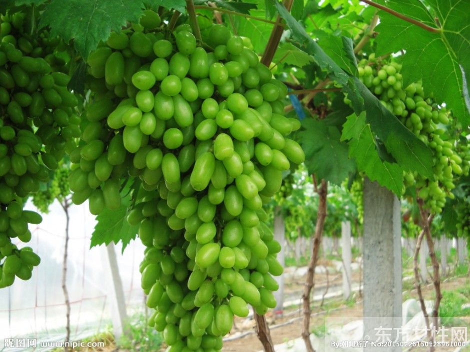 马奶葡萄的营养价值有多高 这些人群不宜多吃