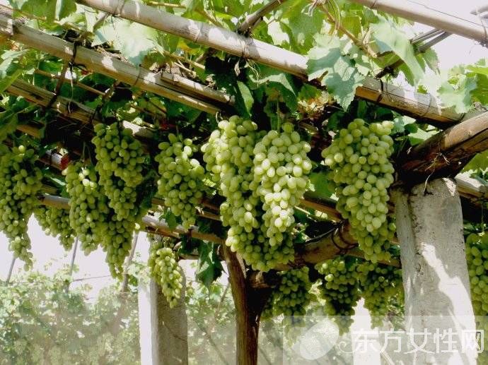 马奶葡萄的营养价值有多高 这些人群不宜多吃