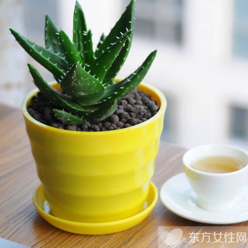 芦荟怎么美容 教你使用新鲜芦荟的美容方法