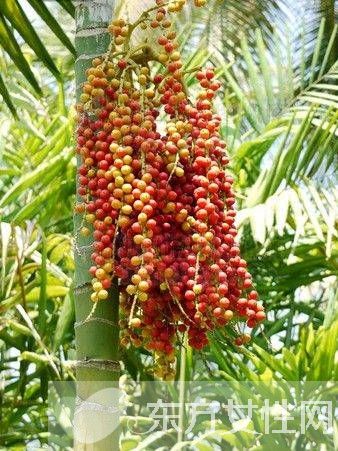 槟榔的危害有哪些 槟榔的六大药理作用