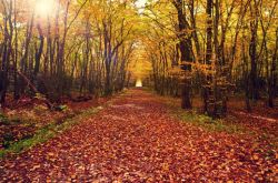 秋季生活常识 揭中秋佳节最养生的3种食物