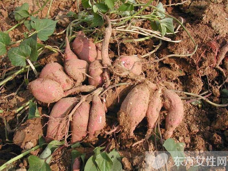 常见的清肠降脂食物有哪些 分享6个养生小常识