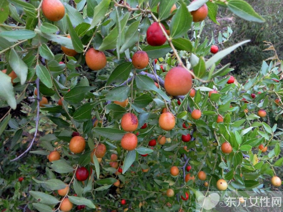 什么水果含维生素c 这5种让你越吃越年轻