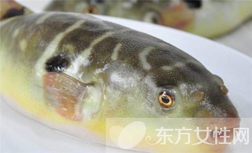 河豚毒素在哪 河豚毒素有什么作用