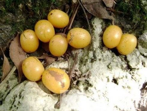 什么水果含维生素c 这5种让你越吃越年轻