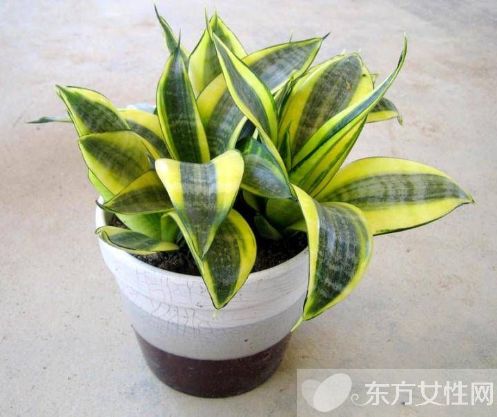 虎皮兰的三大风水作用 虎皮兰对家居环境还有这影响