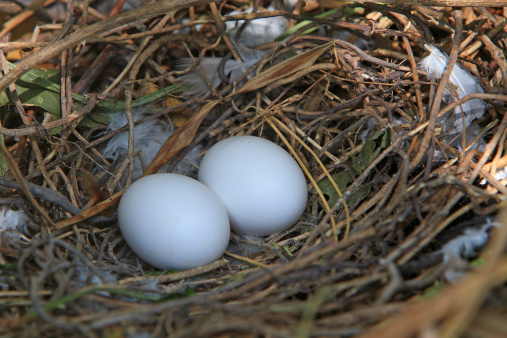 鸽子蛋有营养吗 鸽子蛋的吃法有哪些