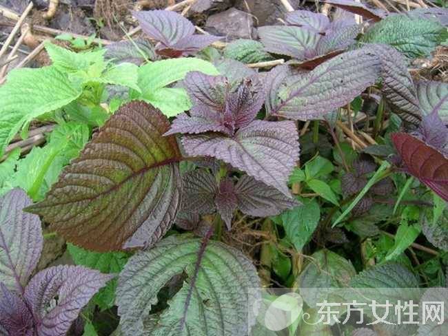 苏叶的功效与作用 这些妙用很多人都不知道哦